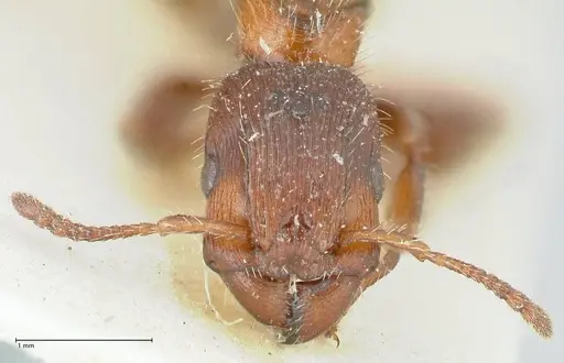 Podomyrma elongata specimen FOCOL1994 image focol1994_2