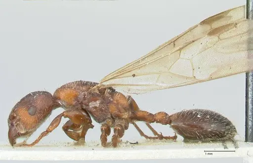Podomyrma elongata specimen FOCOL1994 image focol1994_3