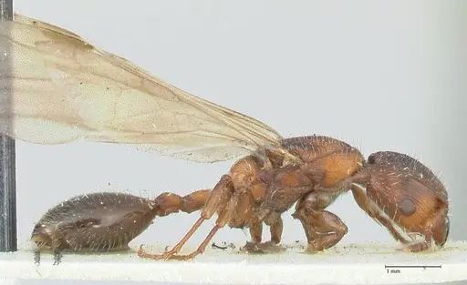 Podomyrma elongata specimen FOCOL1994 image focol1994_4