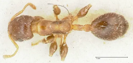 Podomyrma elongata specimen FOCOL1995 image focol1995_1