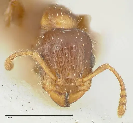 Podomyrma elongata specimen FOCOL1995 image focol1995_2