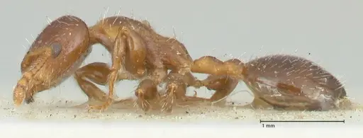 Podomyrma elongata specimen FOCOL1995 image focol1995_3