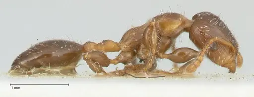 Podomyrma elongata specimen FOCOL1995 image focol1995_4