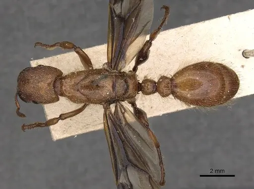 Podomyrma femorata specimen CASENT0901387 image casent0901387_1