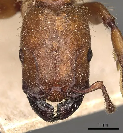 Podomyrma femorata specimen CASENT0901387 image casent0901387_2