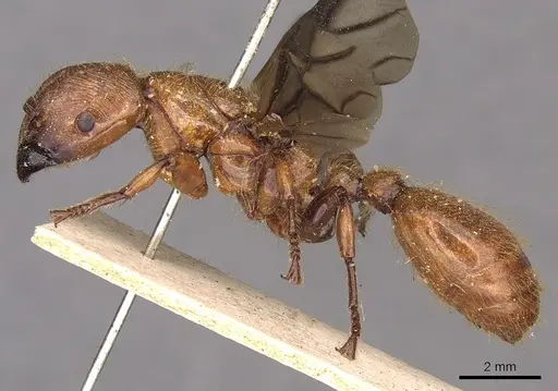 Podomyrma femorata specimen CASENT0901387 image casent0901387_3
