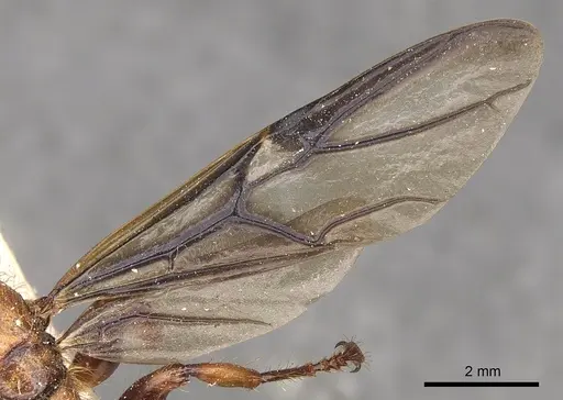 Podomyrma femorata specimen CASENT0901387 image casent0901387_4