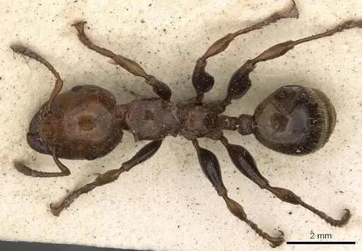 Podomyrma femorata specimen CASENT0901388 image casent0901388_1