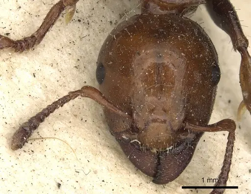 Podomyrma femorata specimen CASENT0901388 image casent0901388_2