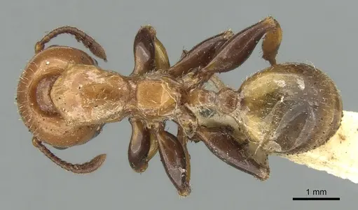 Podomyrma femorata specimen CASENT0906187 image casent0906187_1