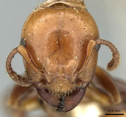 Podomyrma femorata specimen CASENT0906187 image casent0906187_2