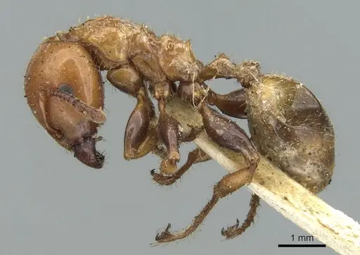 Podomyrma femorata specimen CASENT0906187 image casent0906187_3