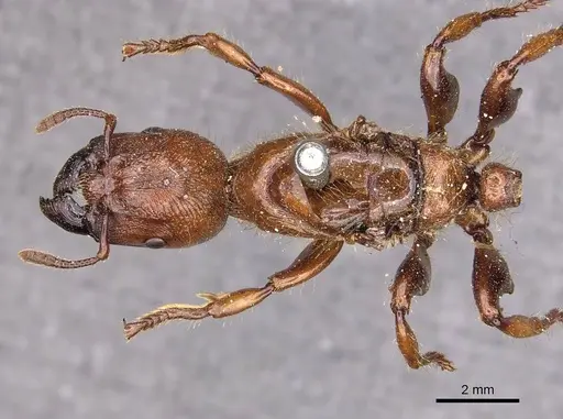 Podomyrma femorata specimen CASENT0908969 image casent0908969_1