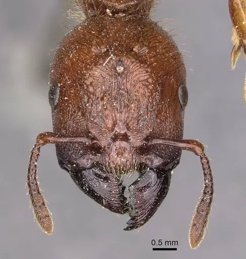 Podomyrma femorata specimen CASENT0908969 image casent0908969_2