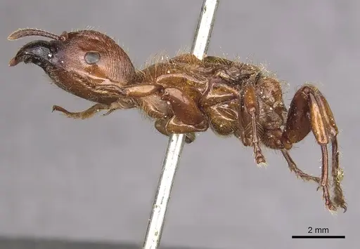 Podomyrma femorata specimen CASENT0908969 image casent0908969_3