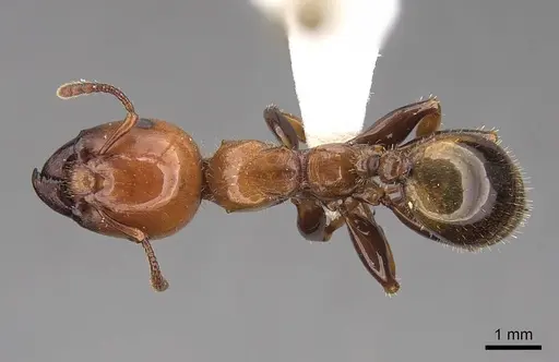 Podomyrma femorata specimen CASENT0922809 image casent0922809_1
