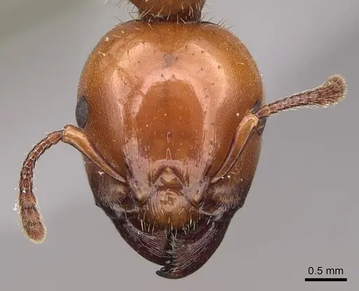 Podomyrma femorata specimen CASENT0922809 image casent0922809_2