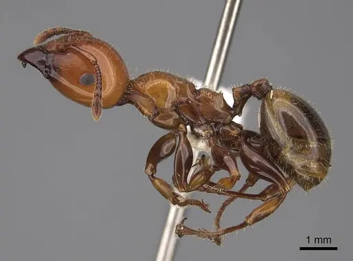 Podomyrma femorata specimen CASENT0922809 image casent0922809_3