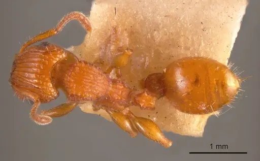Podomyrma ferruginea specimen ANTWEB1008160 image antweb1008160_1