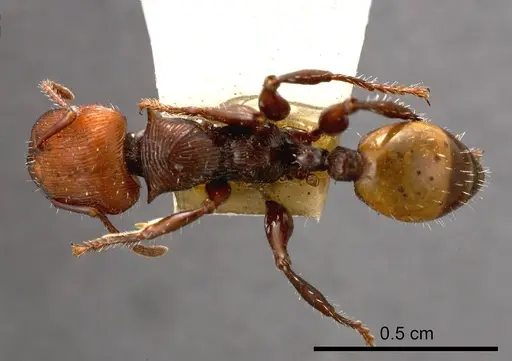 Podomyrma gastralis specimen ANTWEB1008254 image antweb1008254_1