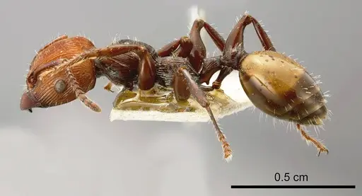 Podomyrma gastralis specimen ANTWEB1008254 image antweb1008254_2