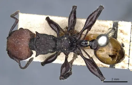 Podomyrma gastralis specimen CASENT0905751 image casent0905751_1
