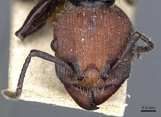 Podomyrma gastralis specimen CASENT0905751 image casent0905751_2