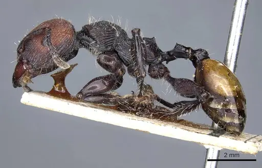Podomyrma gastralis specimen CASENT0905751 image casent0905751_3