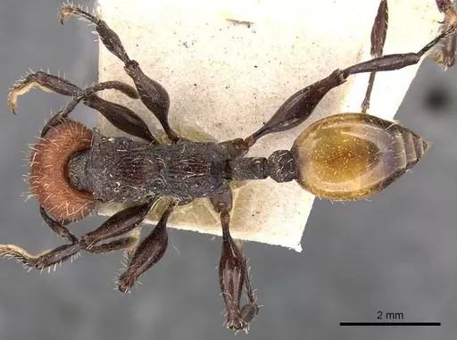 Podomyrma gastralis specimen CASENT0908979 image casent0908979_1