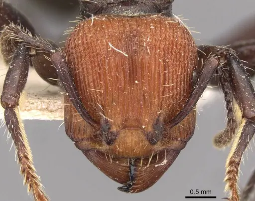 Podomyrma gastralis specimen CASENT0908979 image casent0908979_2
