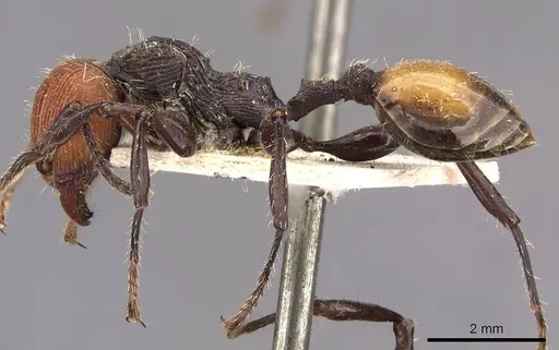 Podomyrma gastralis specimen CASENT0908979 image casent0908979_3