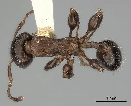 Podomyrma gibbula specimen CASENT0217910 image casent0217910_1