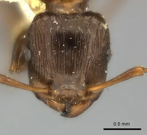Podomyrma gibbula specimen CASENT0217910 image casent0217910_2