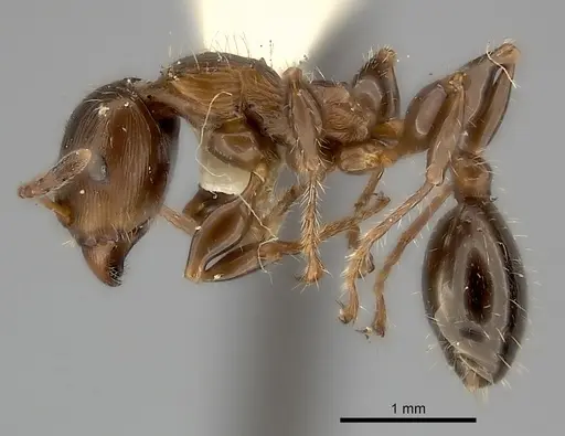 Podomyrma gibbula specimen CASENT0217910 image casent0217910_3