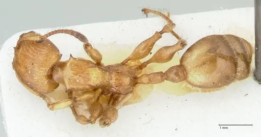 Podomyrma gibbula specimen FOCOL1978 image focol1978_1