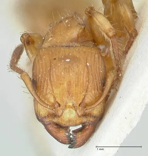 Podomyrma gibbula specimen FOCOL1978 image focol1978_2