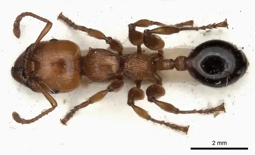 Podomyrma gratiosa specimen CASENT0217912 image casent0217912_1