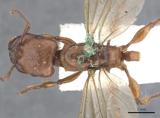 Podomyrma gratiosa specimen CASENT0902009 image casent0902009_1