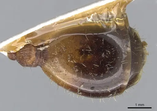 Podomyrma gratiosa specimen CASENT0902009 image casent0902009_2