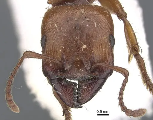 Podomyrma gratiosa specimen CASENT0902009 image casent0902009_3