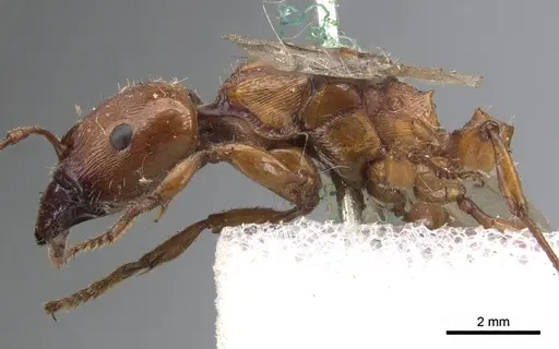 Podomyrma gratiosa specimen CASENT0902009 image casent0902009_4
