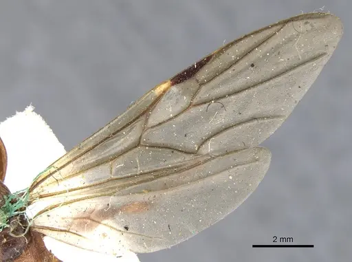 Podomyrma gratiosa specimen CASENT0902009 image casent0902009_5