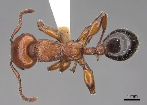 Podomyrma gratiosa specimen CASENT0922810 image casent0922810_1