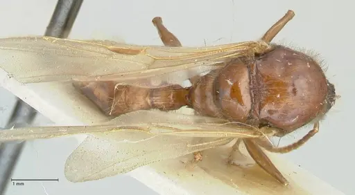 Podomyrma gratiosa specimen FOCOL1996 image focol1996_1