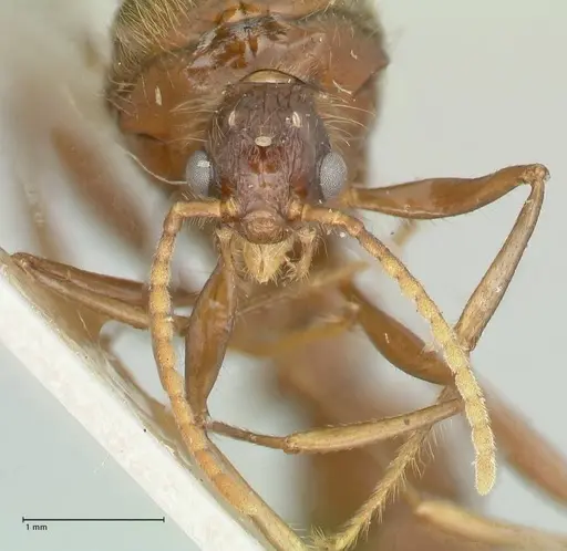 Podomyrma gratiosa specimen FOCOL1996 image focol1996_2