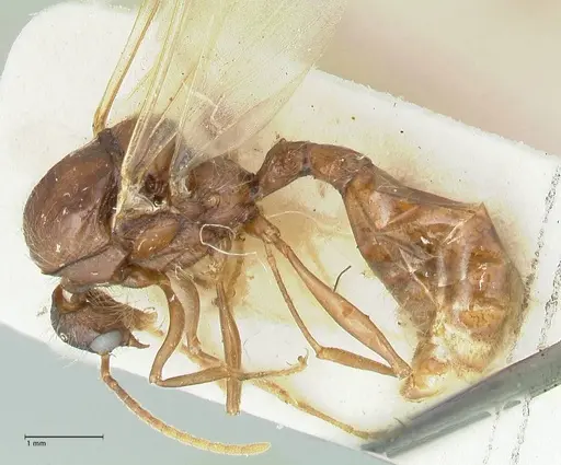 Podomyrma gratiosa specimen FOCOL1996 image focol1996_3