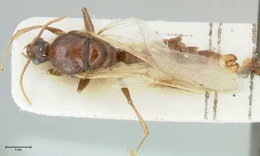 Podomyrma gratiosa specimen FOCOL1997 image focol1997_1