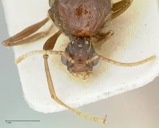 Podomyrma gratiosa specimen FOCOL1997 image focol1997_2
