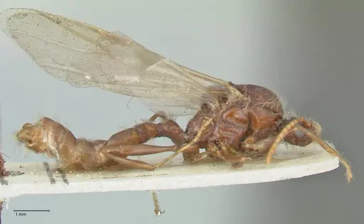 Podomyrma gratiosa specimen FOCOL1997 image focol1997_3