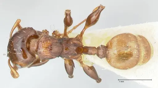 Podomyrma gratiosa specimen FOCOL1998 image focol1998_1